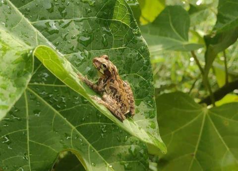 Lluvias generan el retorno de anfibios