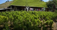 US designates Colombia as failing to cooperate in the drug war for first time in nearly 30 years