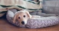 Heartwarming sign your dog truly loves you is shown when they're asleep