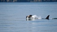 Once again, an endangered orca in Washington state is seen carrying a dead calf
