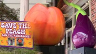 Eggplant, giant peach sprouting controversy in Maryland