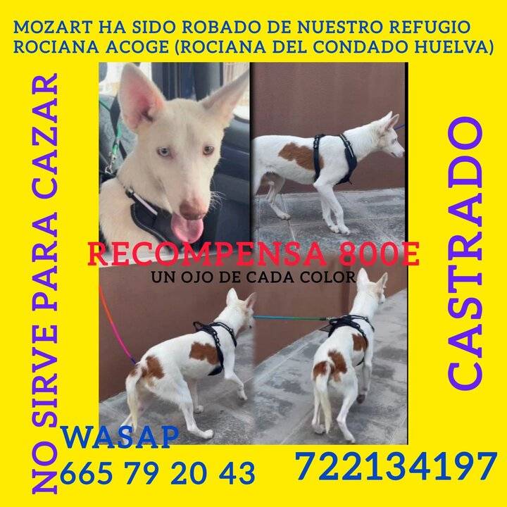 Final feliz para cuatro de los cinco perros robados del refugio de Rociana