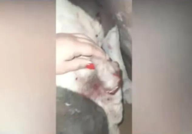 Denuncia que su perro murió tras la lesiones que le causaron los vecinos
