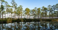 How a $60 million deal saved Georgia's Okefenokee Swamp from mining