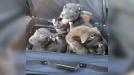 North Carolina Couple Stops For Strange Moving Suitcase On Highway And Makes A Shocking Discovery