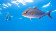 NOAA announces closure of Greater Amberjack fishing season