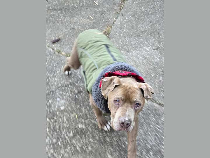 Jury convicts veterinarian for taking homeless man’s dog