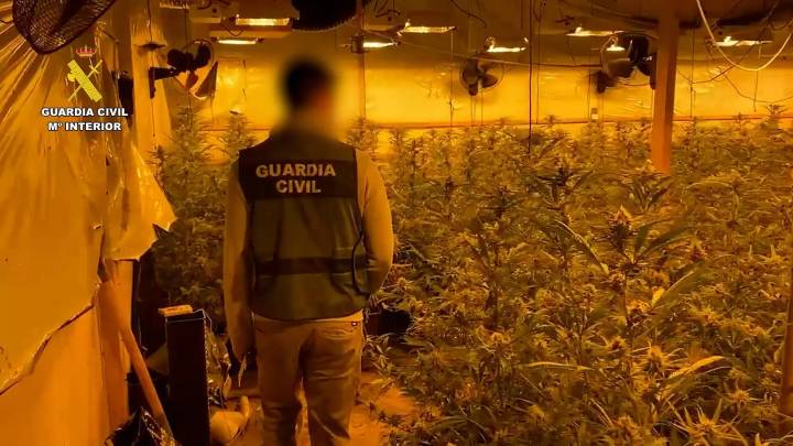 Desmantelan en Onda cinco laboratorios con más de 3.500 plantas de marihuana