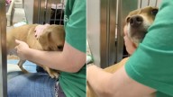 Volunteer In Texas Enters The Kennel Of A Terrified Chihuahua And Finds A Surprise Waiting