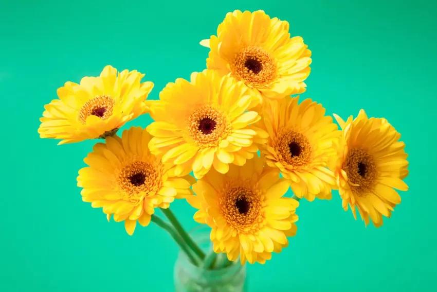 ¿Por qué se regalan flores amarillas este 21 de septiembre?