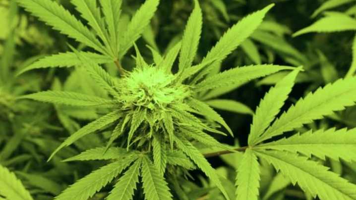 Lawmakers, businesses eye potential launch of recreational pot market in Virginia