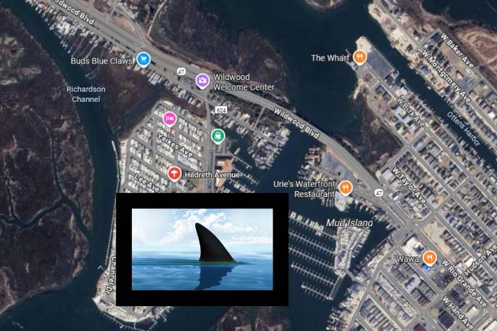 Dead shark washes ashore in Wildwood, stunning beachgoers