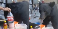 Oso sorprende a trabajadores de construcción en Nuevo León al robarles su comida y video se vuelve viral