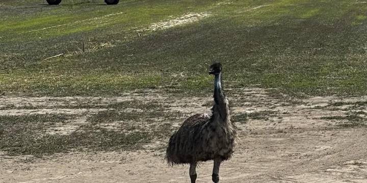 Have you seen this bird? Tom the Emu missing in Seminole County