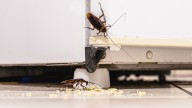 The Essential Home Maintenance Task You Should Do Now To Prevent Pests This Fall