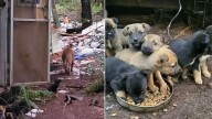 California Kids Spot A Nervous Dog And End Up Finding More Than They Expected