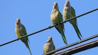 Do Wild Parrots Ever Visit A Backyard Bird Feeder? Here's What We Found