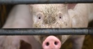 Farmer 'eaten alive' by his own pigs with only his false teeth left behind