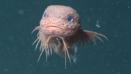 Descubren tres nuevas especies de pez caracol a más de 3.200 metros de profundidad