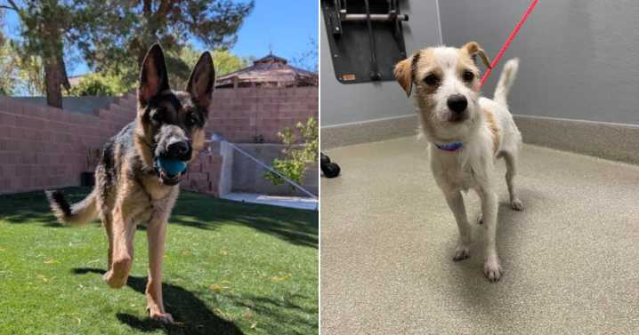 Animal Foundation needs foster families as shelter runs out of kennel space