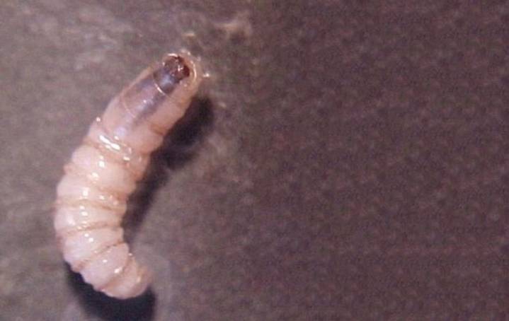 Confirman plaga de gusano barrenador en el 90% de las muestras analizadas