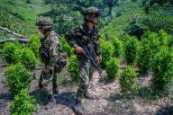 NYT: EEUU analiza si recortar la ayuda a Colombia debido al auge de la cocaína