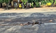 Escalofriante escena en una carretera de Albacete: aparece sembrada de tripas y cabezas de animales