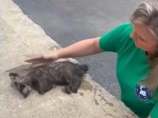 Nurse performs CPR on tipsy raccoon that ate fermented fruit