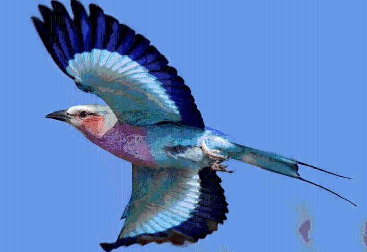 Wildly Successful: The Lilac-Breasted Roller