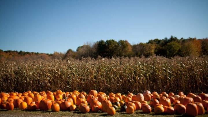 Things to do this fall in Massachusetts