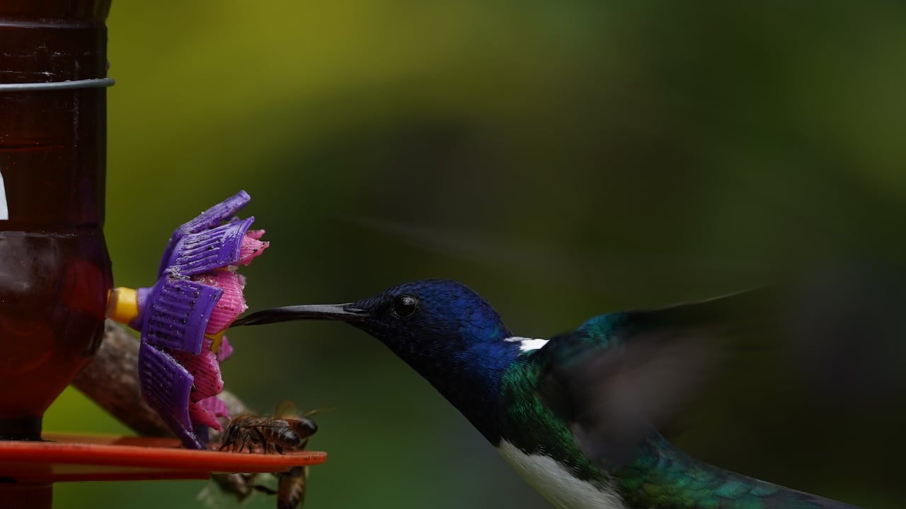 El municipio del Valle del Cauca considerado uno de los mejores destinos del mundo para ver colibríes