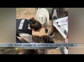 Mama bear rescued in Cochise County, 'Boo Boo' the cub still roams around