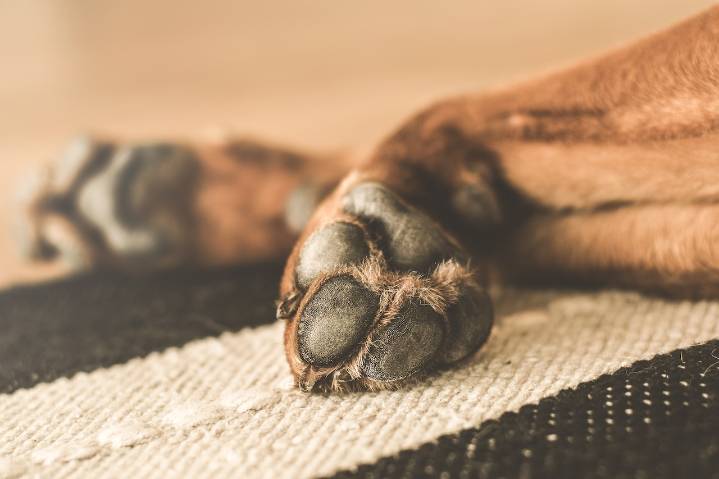 Popular actor and singer wanted by police after his dogs mauled neighbor’s pet to death