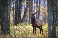 Antlers Ahead: Up North’s newest elk viewing platform lets you see 800