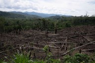 As Amazon's 'flying rivers' weaken with tree loss, scientists warn of worsening droughts