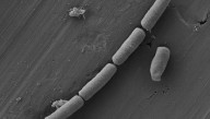 New Bacteria-Infused "Living Cement" Could Power The Future