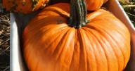 We're getting gigantic pumpkins this Halloween thanks to perfect weather