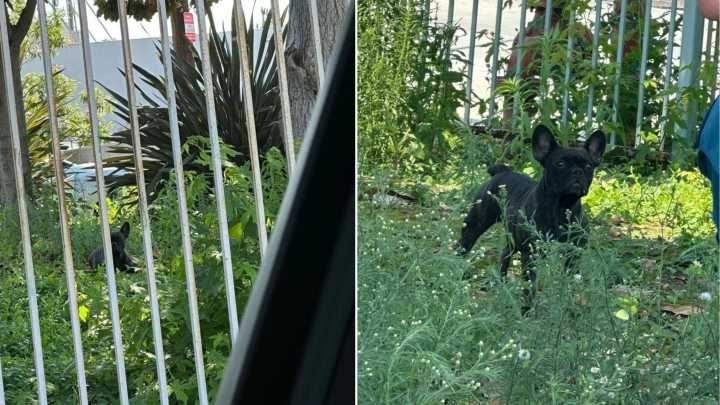 California Dog Was Barely Surviving In A Remote Industrial Zone With No One To Help Her