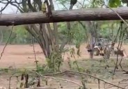 Gobierno de Salomón Jara pisotea amparo federal y permite ecocidio inmobiliario en Punta Colorada, #Oaxaca