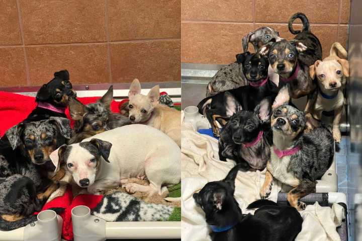 Auburn Valley Humane Society rescues 103 dogs, many chiweenies
