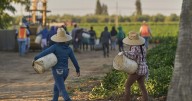1,2 millones de inmigrantes han dejado la fuerza laboral de EEUU durante el mandato de Trump