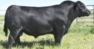 Hear from beef semen providers on how they find the best sires