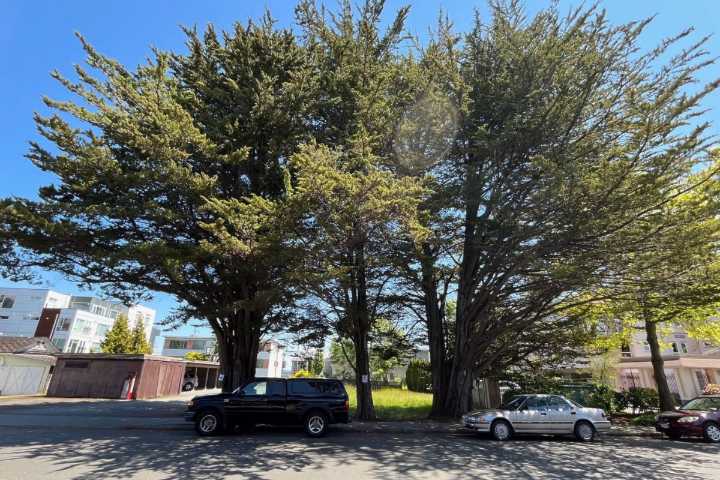 Protected Cyprus trees at centre of Sidney development debate