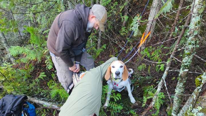WATCH | #TheMoment a dog was rescued after 2 days on the side of the cliff