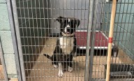 Mobile County Animal Shelter at capacity, makes plea for adoptions, fosters