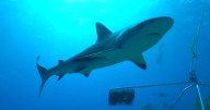 911 call reveals frantic moments after 8-year-old boy bitten by shark off Key Largo