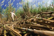 Producción de azúcar en el país ronda un 60%
