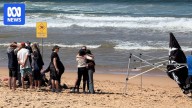 White shark likely responsible for killing Sydney surfer Mercury Psillakis