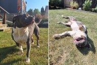 Cops Find Dog Abandoned in U-Haul Truck, Now Searching for Forever Home