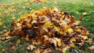 Raking Vs Mowing The Leaves In Your Yard: Only One Method Reigns Superior